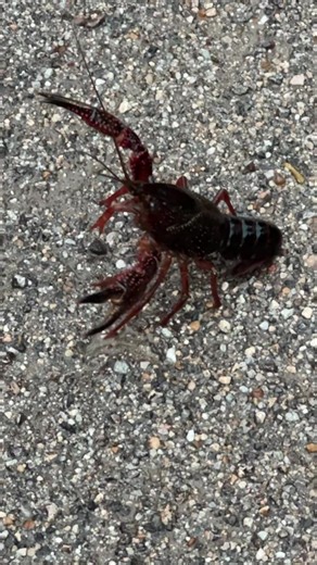 You know it’s been raining hard in Texas when you find crawdads strolling up the driveway. #crawdad #ranch #ranchlife #ranching #rain #thunderstorm | Hot Mess Ranch