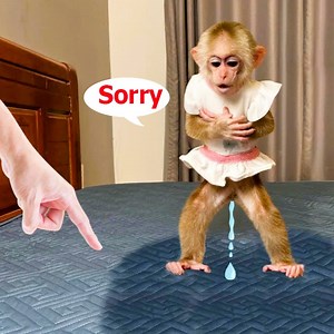 Omg baby monkey Kyo pees on daddy's new bed, she amazing reaction | Family Monkey Vola