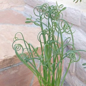 1.7K views · 114 reactions | Corkscrew albuca in my garden. #southafricanbulbs #albuca #albucaspiralis #waterwiseplants #debraleebaldwin #gardening #gardenvideo #unusualplants | Succulent Container Gardens | Facebook