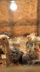 გაფხორვის კოლაჟი😂😂😂 | ფერმა სენაკში/Farm in Senaki
