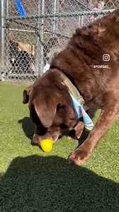 The pups loved the Easter Egg Hunt! 🐰🌷🦴 Thank you Bredwell for making the egg hunt so fun and yummy for our pups!!🐣 | Pittsburgh Paws Pet Resort - Sewickley