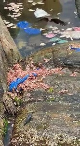 47K views · 52 reactions | Trivandrum Indian on Reels | Facebook