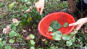 1.2K views · 23 reactions | Daily life in Vietnamese villages - Cook meat wrapped in betel leaves #cooking #food #vietnam | Hana Shorts | Facebook