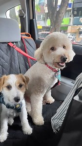 Leelou and Kopi: Partners in crime, masters of mayhem!   Double the fluff, double the fun  #BoardingBuddy #DoggyDaycare #Goldendoodle #JackRussellTerrier #PuppyChaos #DynamicDuo #DogFun #PetCare #Playtime #HomeBoardingForDogs #DogBoardingKLSelangor #PetSitter #HappyPups #BestBuds #BFF #DoggyDaycareLife #DogsofInstagram #PlayfulPups #DogLovers #DoggoFun #PetBoarding | Boarding Buddy | Facebook