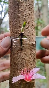 Branch grafting is used in spring and bud grafting is used in summer from June to August. Bud grafting is especially recommended because the temprature for bud grafting is suitable and high #BUD #grafting #TreeCare #plantslife #naturelovers #graftingtechniques | For Plants