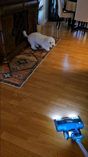 Bichon Frise"Bella" barking the vacuum🤣 #bichonfrise #dog #puppy #sweetheart #familymembers