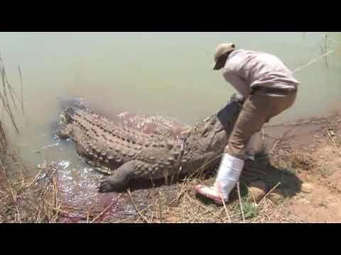 Mabula Pro Safaris Trophy Nile crocodile hunt