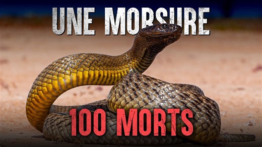 Voici le serpent le plus VENIMEUX au monde
