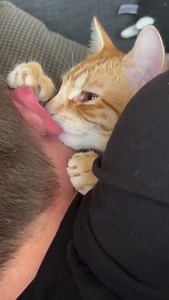 1.9K views · 51 reactions | Sound on  | A Fortress Of Fur | Facebook