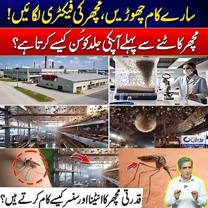 How Mosquitoes Numb Your Skin Before Biting? - Mosquito Antennas & Sensors Revealed - Shocking! #rohi #pakistan | Rohi