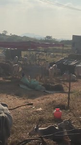 6K views · 222 reactions | Ghati Subramanya danagala jatre | Ghati Subramanya swamy devotees | Facebook