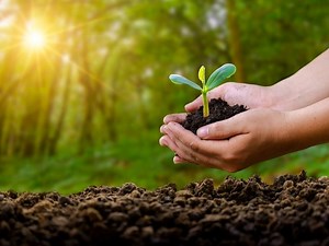 How To Get Your Free Tree Seedlings Around Cinnaminson