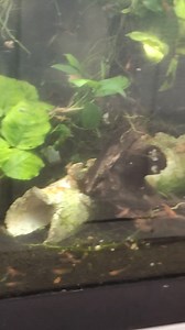 Hundreds of orange/orange rili neocaridina shrimp are here! One can never have too many shrimp 🦐🦐🦐 | Fishy Business