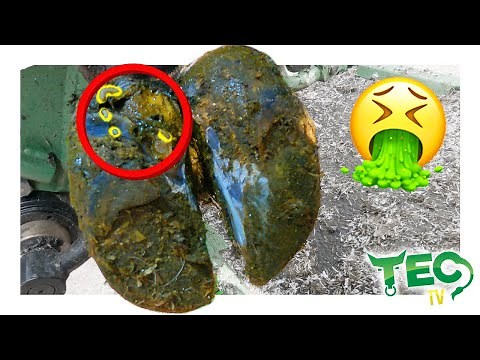 ROTTING COW'S FOOT Infested with MAGGOTS 🤮 | Hump Day HOOF