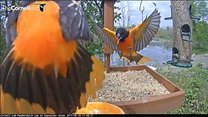 14K views · 969 reactions | Watch Baltimore Orioles compete for camera time LIVE at AllAboutBirds.org/CornellFeeders | Bird Cams | Facebook
