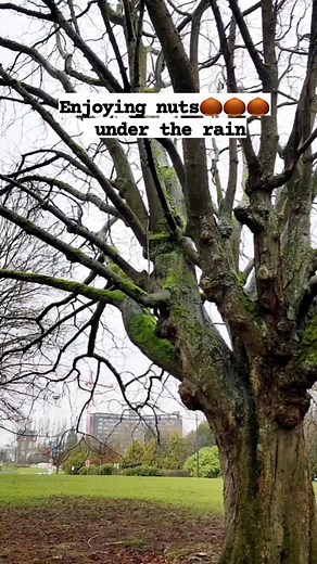 Rain didn't bother 🐿🐿🐿 anyway...🤔🤔🤔 #squirrel #raining #vancouver #britishcolumbia #wildlife #nature | Facundo Channel