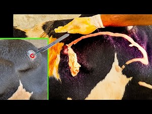 See how a veterinarian drains a purulent abscess from a cow's body