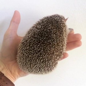 1.6K views · 201 reactions | Baby belly #tenrec #notahedgehog | Hedgehogs of Asgard | Facebook