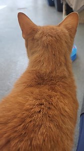 Pumpkin, age 12 male, and Cinder, age 9 female, are ready for their new start at a 2nd chance in life. They are very affectionate to each other and to people. They search out human contact the minute you come in their room. They also get along with other kitties. If you are looking for the sweetness that orange tabbies have to offer, here is your duo. Please consider adopting them and giving them the home life they deserve. They are at the Spotsylvania Animal Shelter in Fredericksburg, Va. | Spo