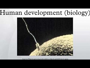Human development (biology)