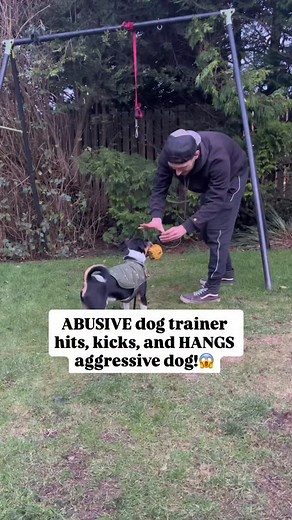 In an exclusive interview, the dog trainer defended his horrific actions by saying “I mean he’s a fuckin terrier. Terriers are nutcases at the best of times. It’s not my fault he wants a good scrap, it’s what he was bred to do” When asked why he couldn’t have used more humane and less abusive tactics he answered “Because he’s a terrier you moron, he’s bred to kill things. Unless your licki Matt can bite him back he’s not gonna be interested” These controversial opinions are sure to get this incr