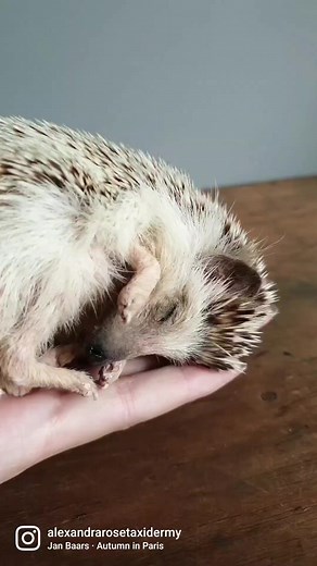 9.2K views · 404 reactions | A memorial for Autumn, the pet African Pygmy Hedgehog  | Alexandra Rose Taxidermy | Facebook