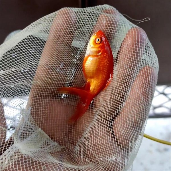 MY goldfish die💔🥺🥺