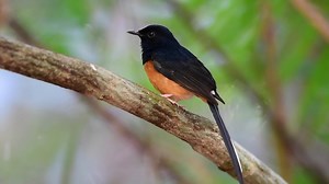 White rumped shama (Copsychus malabaricus) | BIRDS & Nature