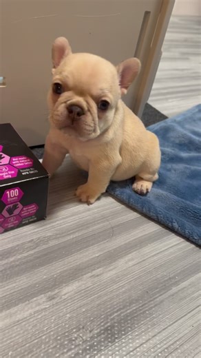 1.1K views · 209 reactions | OMGGGGGG  #naptime #superchill #supersweet #puppiesofinstagram #actress #vols | Blue Buddha Frenchies LLC | Facebook