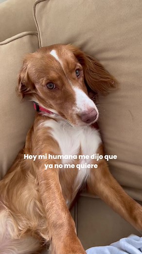 3.9K views · 34 reactions | Sabemos que les gusta mucho Pet’s Table, pero las porciones diarias están calculadas ayudar a mantener su peso, entre otras cosas. | Pets Table | Facebook