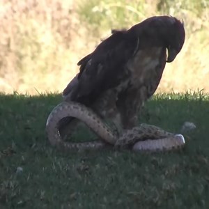 Eagle catching python snake | J chandola