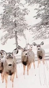 In the lane, snow is glistening 🫎 | Yes We Canada