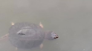 Barnegat Bay Island, NJ on Reels