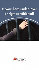 Feeding thin, older cows and young growing heifers separately from mature cows in good body condition is a simple way to help them get through the winter in optimal condition. http://www.bodyconditionscoring.ca/ | Beef Cattle Research Council