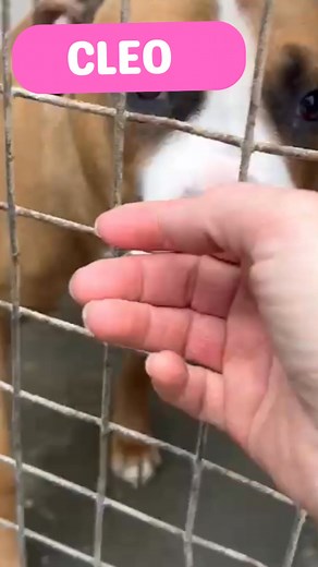 All our dogs are urgently needing homes - we have three in foster where for various reasons they have to move on very shortly. Nothing to do with the dogs, personal circumstances and we are desperate to avoid putting them in kennels (as a small newish rescue we actually cannot afford to). And we have three dogs in kennels, which is miserable and not a home. Please fill in our application form if you can help either by either fostering or adopting (link in bio). #dog #dogs #rescuedogs #wirral #li