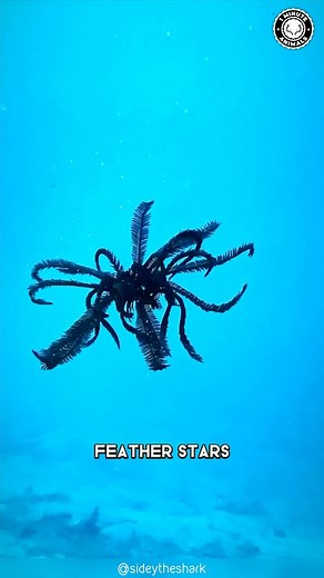 170K views · 9.2K reactions | Feather Star  The Hypnotic Swimmers Of The Sea! #featherstar #featherstarfish #star #ocean #oceancreatures #oceanlife #sealife #sealovers #creature #wildlife | 1 Minute Animals | Facebook