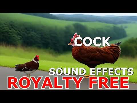 Cock Sound Effect Clip | Free to Use | Royalty-Free Sound Effects Collection