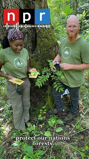 3 comments | Loved our shoutout last week on the @nprpolitics podcast!  Huge thank you to our @adventurescientists volunteer, Acacia, on all her hard work and passion during our timber tracking project. Learn more about how you can get involved with #adventurescientists at the link in our bio! 珞 #conservation #timber #environment #npr #podcast | Adventure Scientists | Facebook