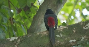 Collared Aracari Toucan Tree Costa Rica 库存影片视频（100% 免版税）1007153119 | Shutterstock