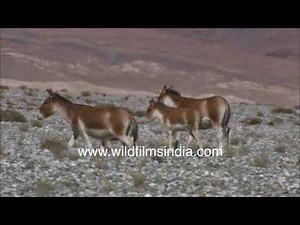 Kiang or Ladakh Wild Ass | Largest wild ass roaming salt plains in Himalayas