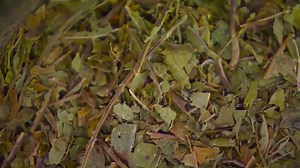 Scripture or legislation? LDS Word of Wisdom introduced in debate over Utah's kratom ban