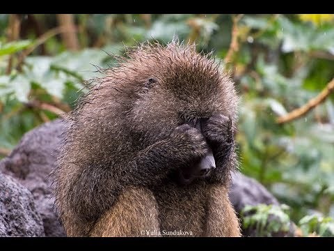 Crying baboon