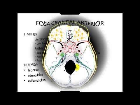 FOSAS CRANEALES ANATOMIA CABEZA