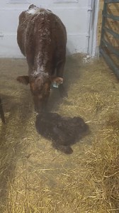 Born outside in -36 weather. We missed this cow when sorting last night. What a great job she did in looking after her calf! A great testimate of why we raise Red Angus cows. Maternal traits are superior and they have great mothering ability! | Rack Red Angus
