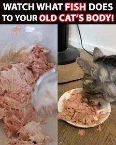 238 reactions · 31 shares | ✨ Transform Your Cat's Health with a...