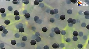 2.2K views · 28 reactions | This Is How a Tadpole Transforms Into A Frog - The Dodo | واحة الابداع الثقافية والعلمية المتنوعة | Facebook