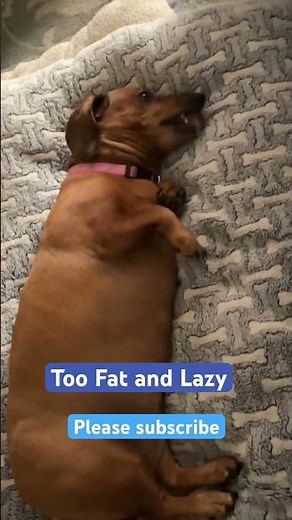 Fat and Lazy #dachshund #weinerdog