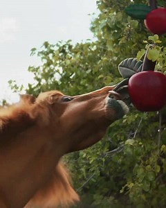 50K views · 804 reactions | “A” is for apple, appetite and airborne horses. Rebuilt by Anika. #RebuildTheWorld | LEGO | Facebook