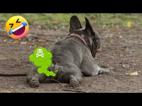 Funny Dogs Farting Videos Compilation