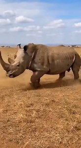 Experience the ultimate predator showdown in the African savannah. A pride of lions attacks massive and dangerous animals—Cape buffalo, adult hippos, and rhinoceroses—in relentless, brutal, and ultra-realistic 4K wildlife footage. Dust, muscles, and raw strength dominate every scene. Stationary or running, every move is real and dangerous. Natural wildlife sounds only—no background music, no stylized effects, no cartonic. Strict wildlife documentary realism. | Savannah Chronicles
